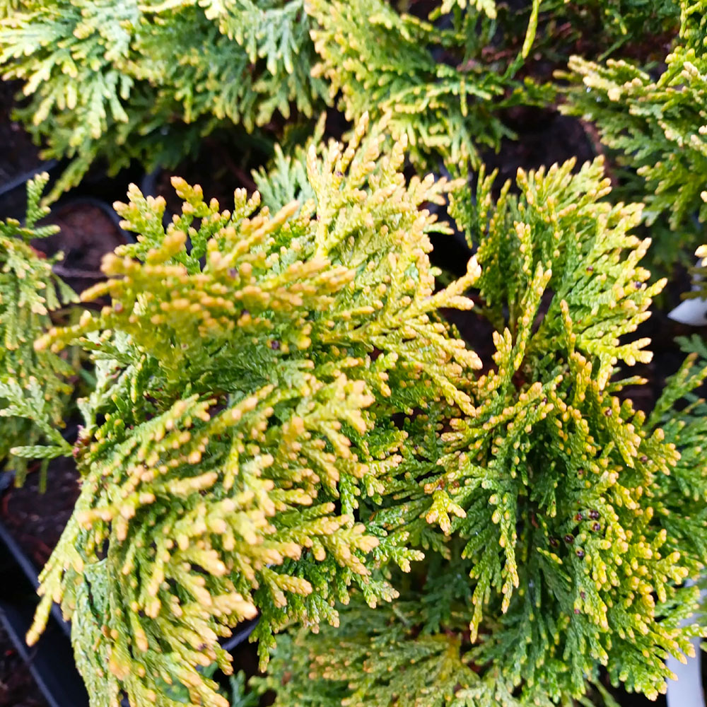 Туя западная Даника P9 1шт/ Thuja occidentalis Danica