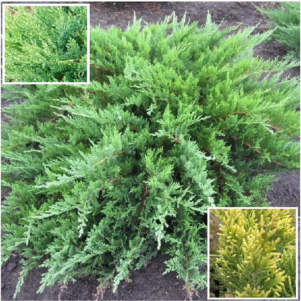 Можжевельник казацкий Тамарисцифолия С2 1шт/ Juniperus sabina Tamariscifolia