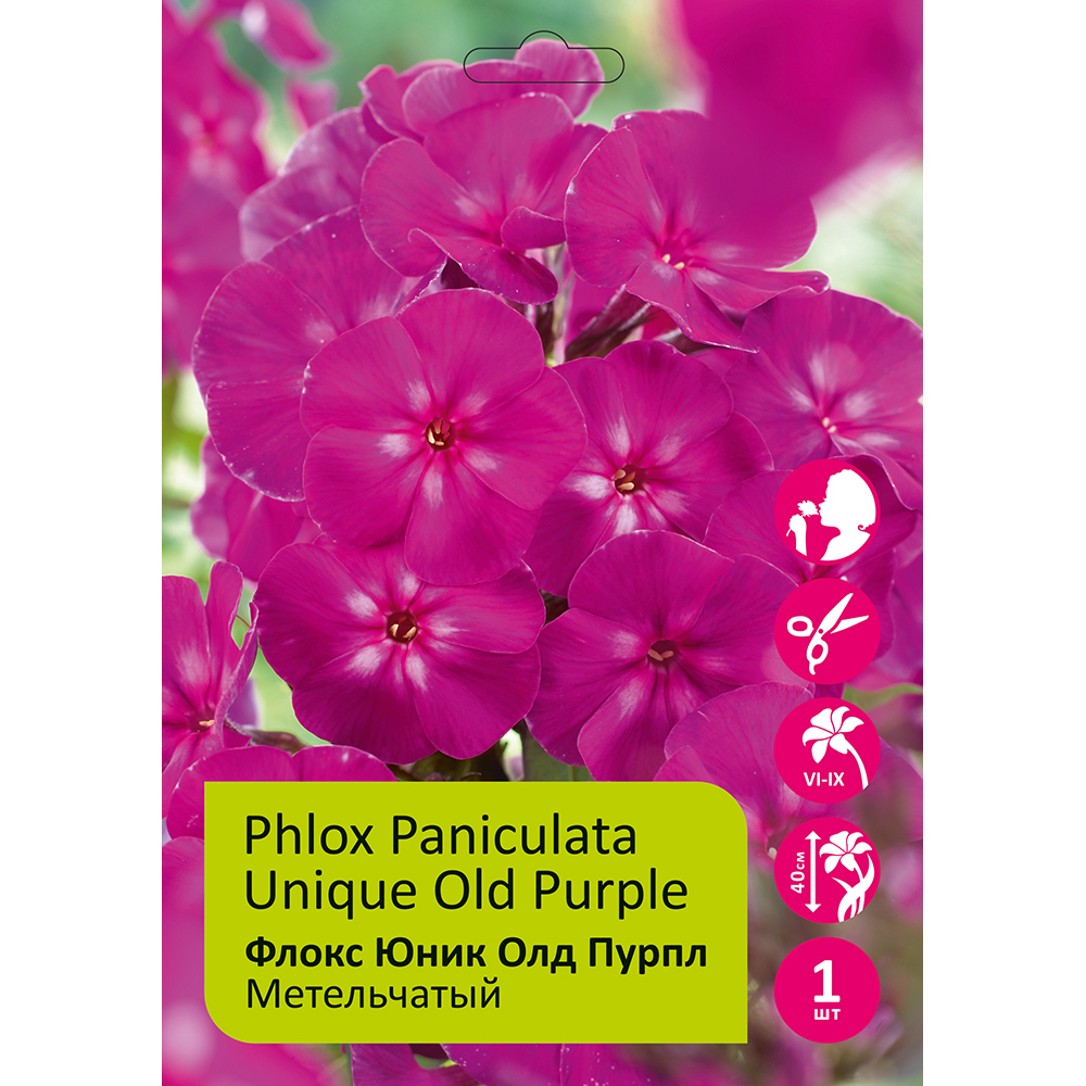 Флокс Юник Олд Пурпл  1шт метельчатый /Phlox paniculata Unique Old Purple