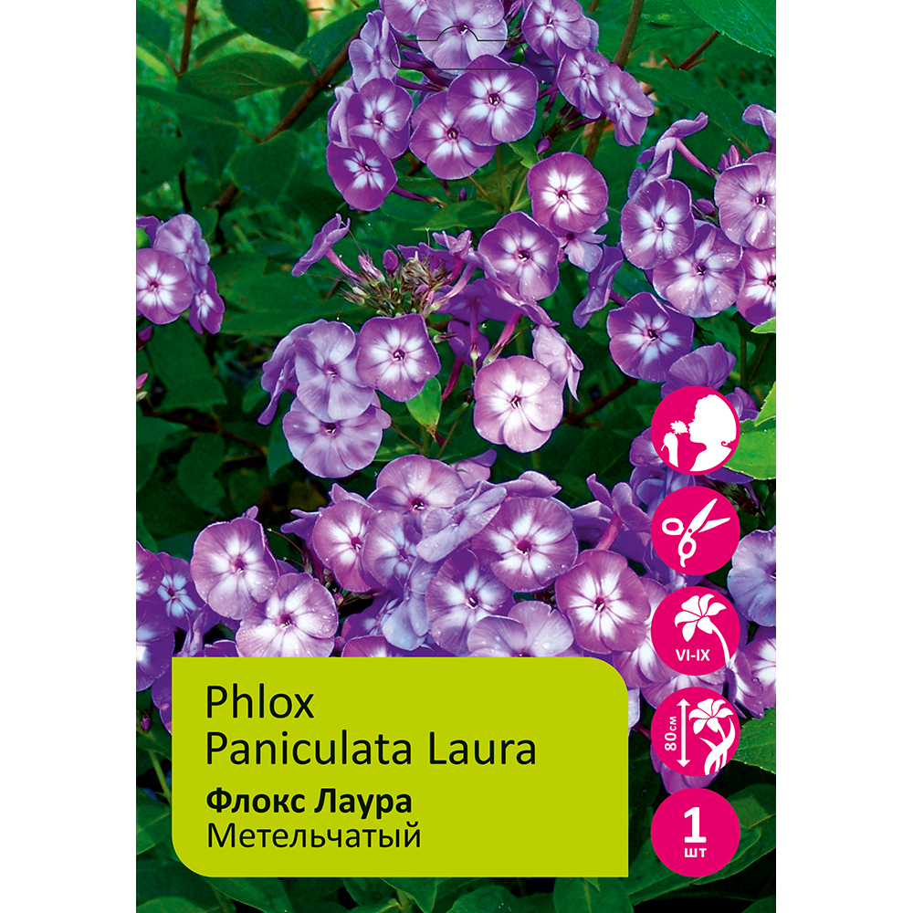 Флокс Лаура 1шт метельчатый /Phlox Paniculata Laura