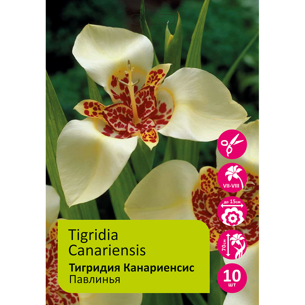 Тигридия павлинья Канариенсис 10шт 5/7/Tigridia Canariensis