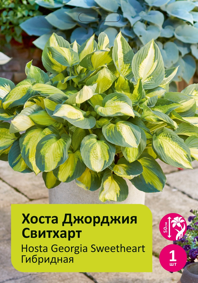 Луковичные Хоста Джорджия Свитхарт 1шт/Hosta Georgia's Sweetheart