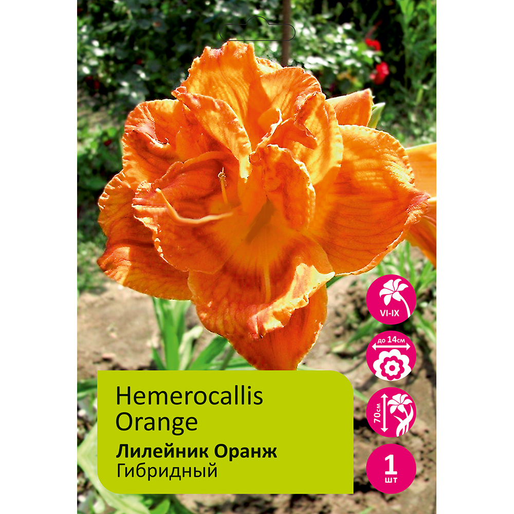 Лилейник Оранж 1шт/Hemerocallis Orange