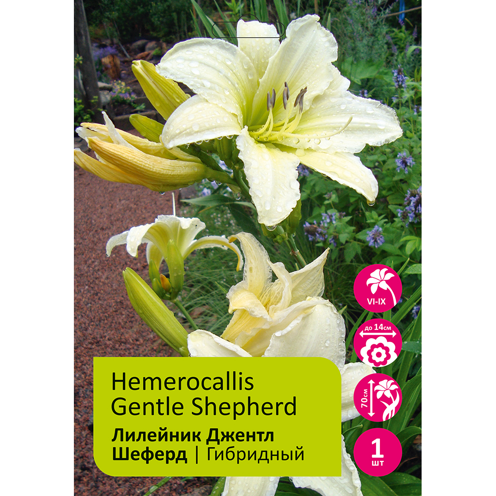 Лилейник Джентл Шеферд 1шт/Hemerocallis Gentle Shepherd
