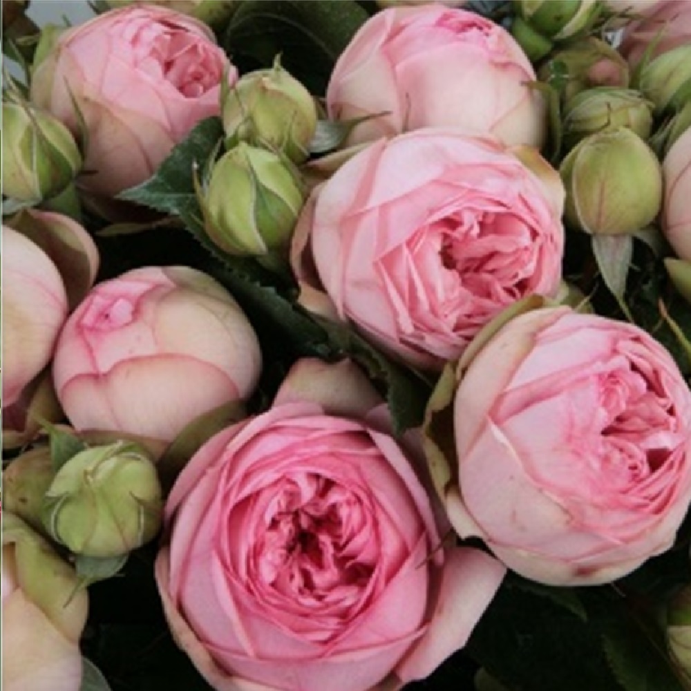 Роза Чарминг Пиано чайно-гибридная 1шт/12