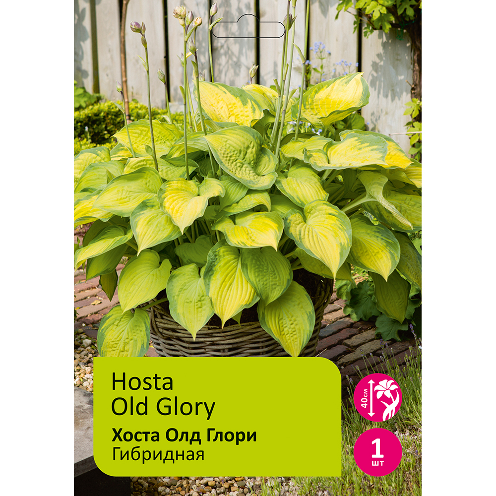 Хоста Олд Глори 1шт I/Hosta Old Glory