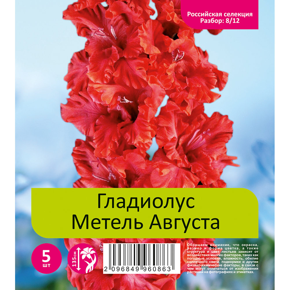 Гладиолус Метель Августа 5шт  (разбор 8/12)