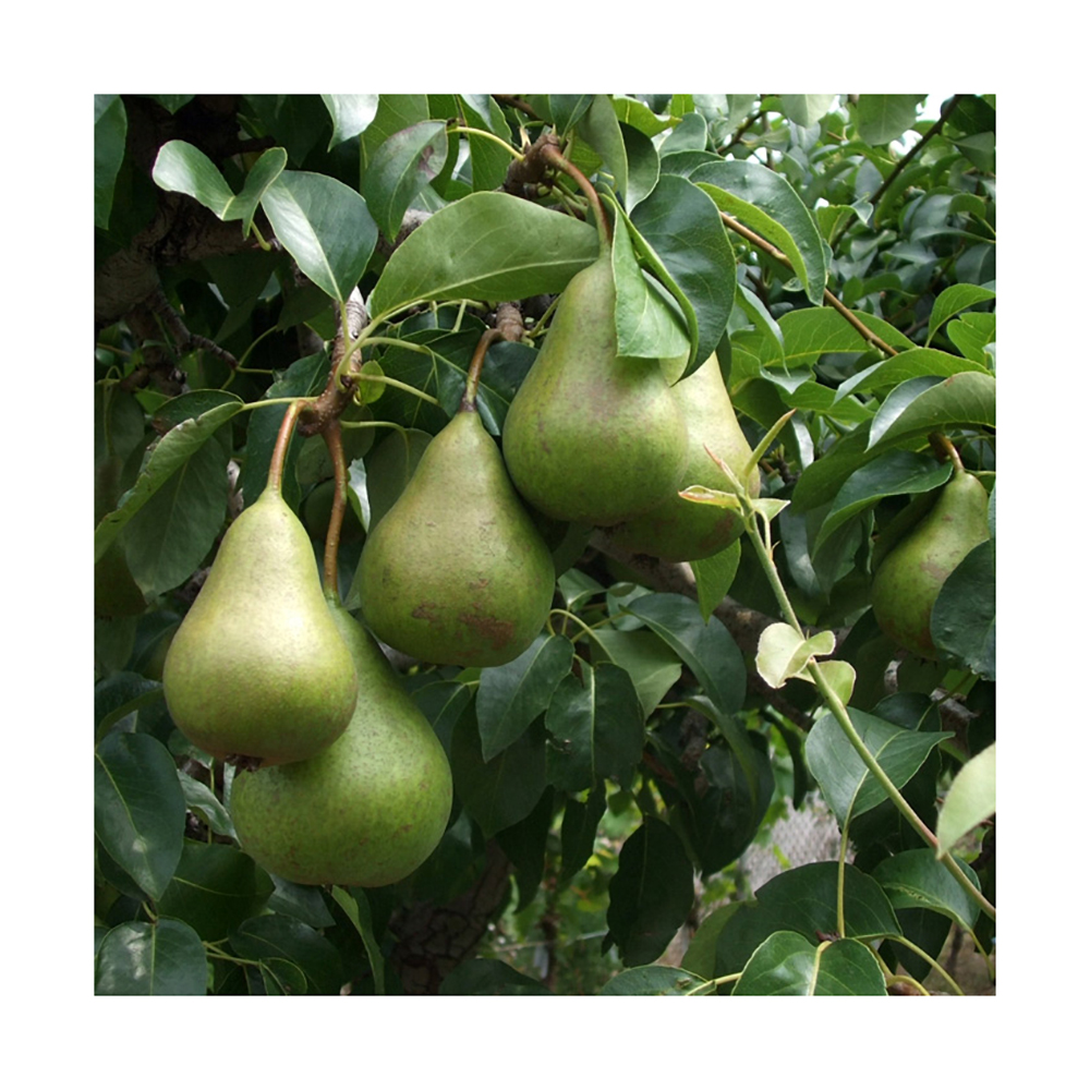 Груша Осенняя Яковлева (в сетке) 1шт