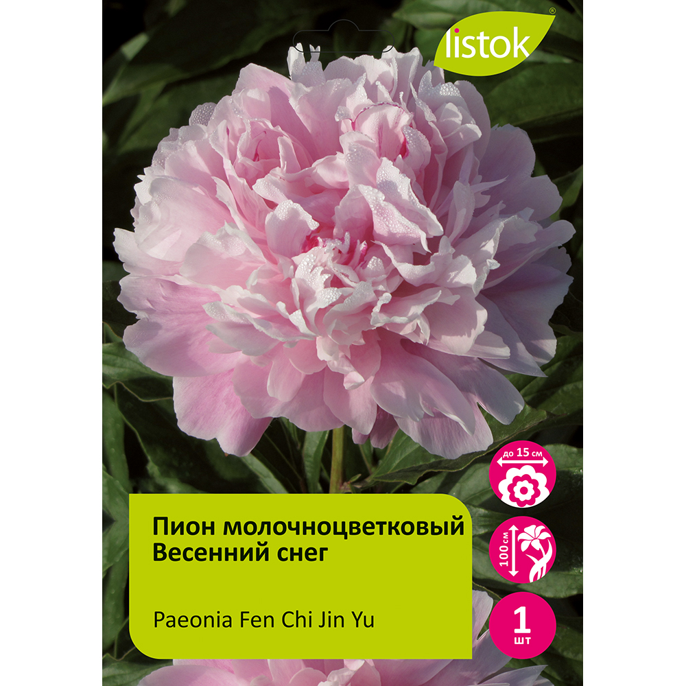 Пион молочноцветковый Весенний снег 1шт/Paeonia Fen Chi Jin Yu (Фэн Чши Цзынь Ю)
