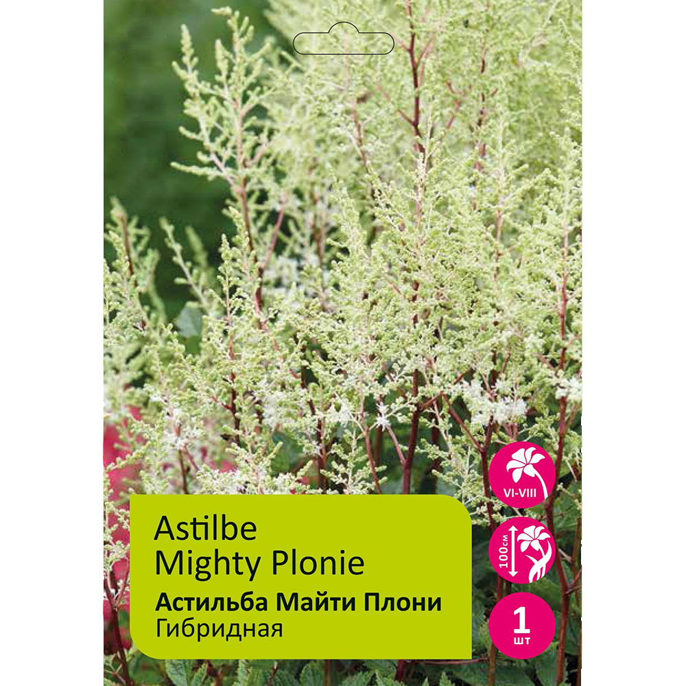 Астильба Майти Плони 1шт / Astilbe Mighty Plonie