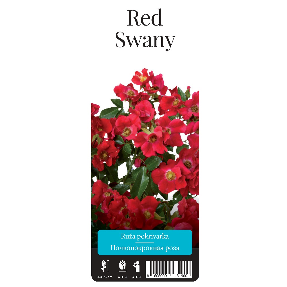 Роза Ред Свани почвопокровная 1шт. /Red Swany  /20