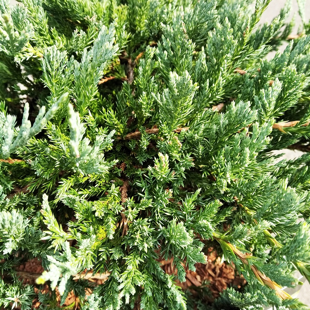 Можжевельник горизонтальный Блу Чип в горшке 7,5л (высота 40-50см) 1шт/ Juniperus horizontalis Blue Chip