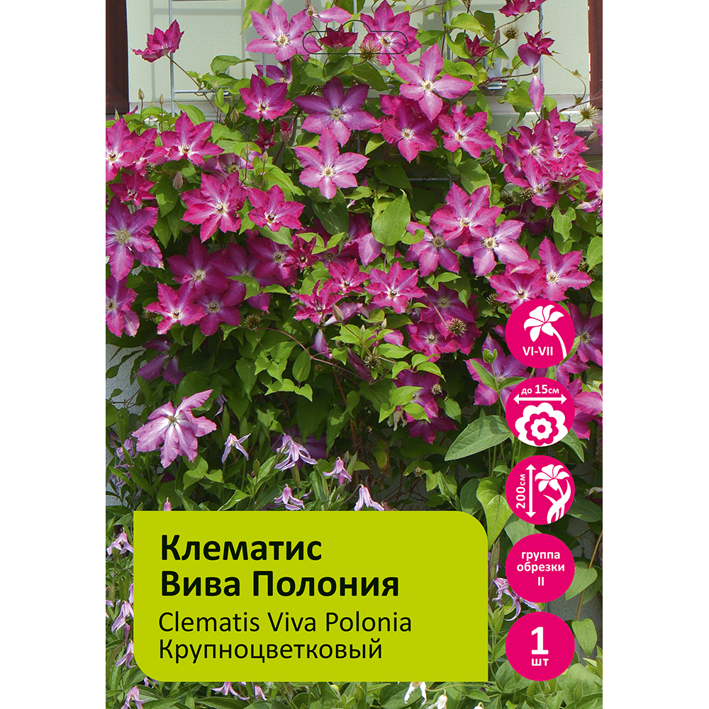 Клематис Вива Полония 1шт гр.обрезки 2 / Clematis Viva Polonia