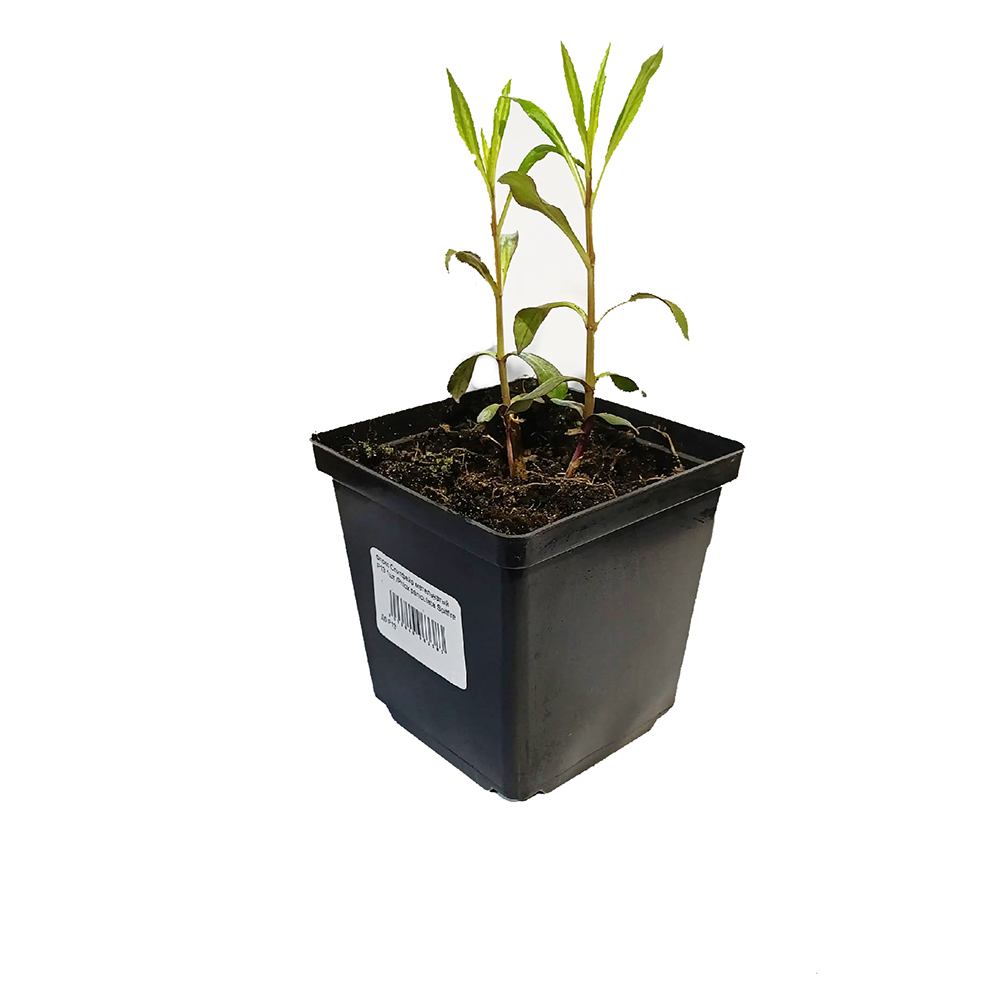 Флокс Спитфайр метельчатый Р13 1шт /Phlox paniculata Spitfire 