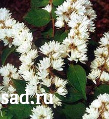 Дейция шершавая Розеа Плена С2  1шт/Deutzia Rosea Plena