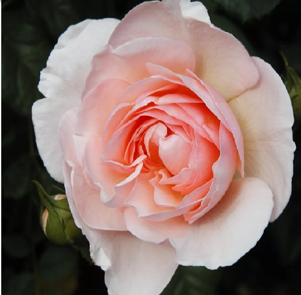 Роза Тамора английская 1шт /Tamora / 20