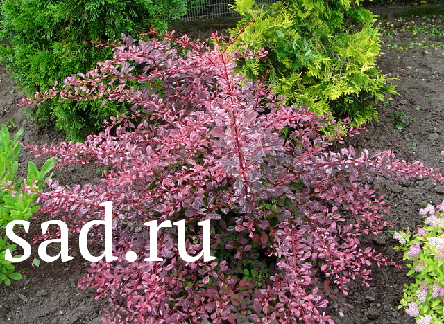 Барбарис Тунберга Роуз Глоу С2 1шт / Berberis thunbergii Rose Glow