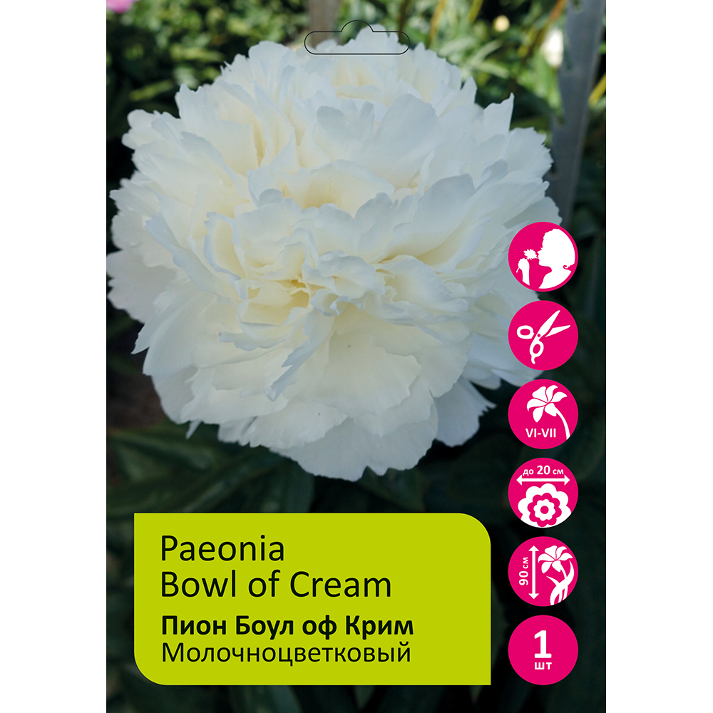 Пион молочноцветковый Боул оф Крим 1шт 2/3 / Bowl of Cream (Nai you wan /Най Ю Ван)