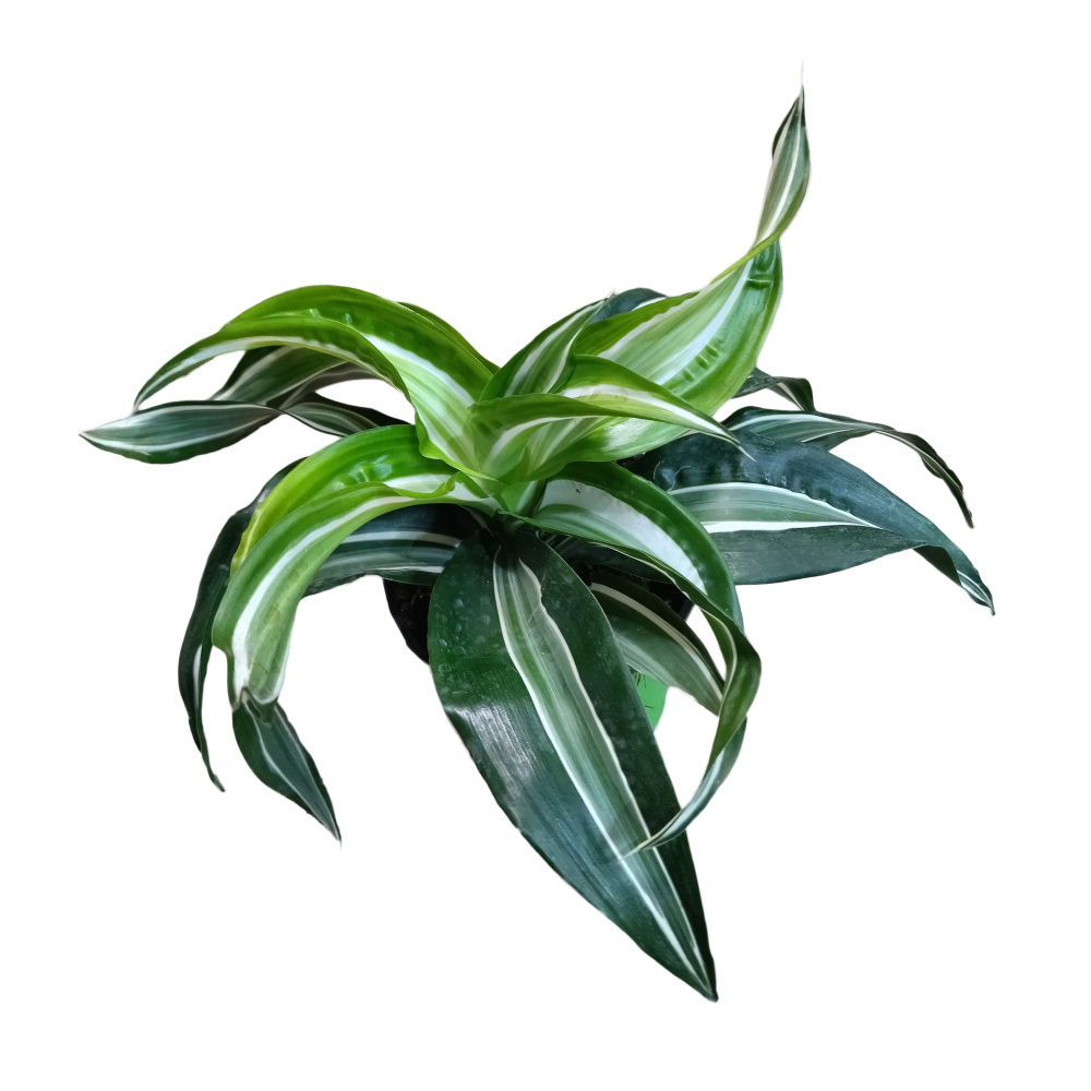 Драцена фрагранс в горшке диаметром 13см/ 1шт