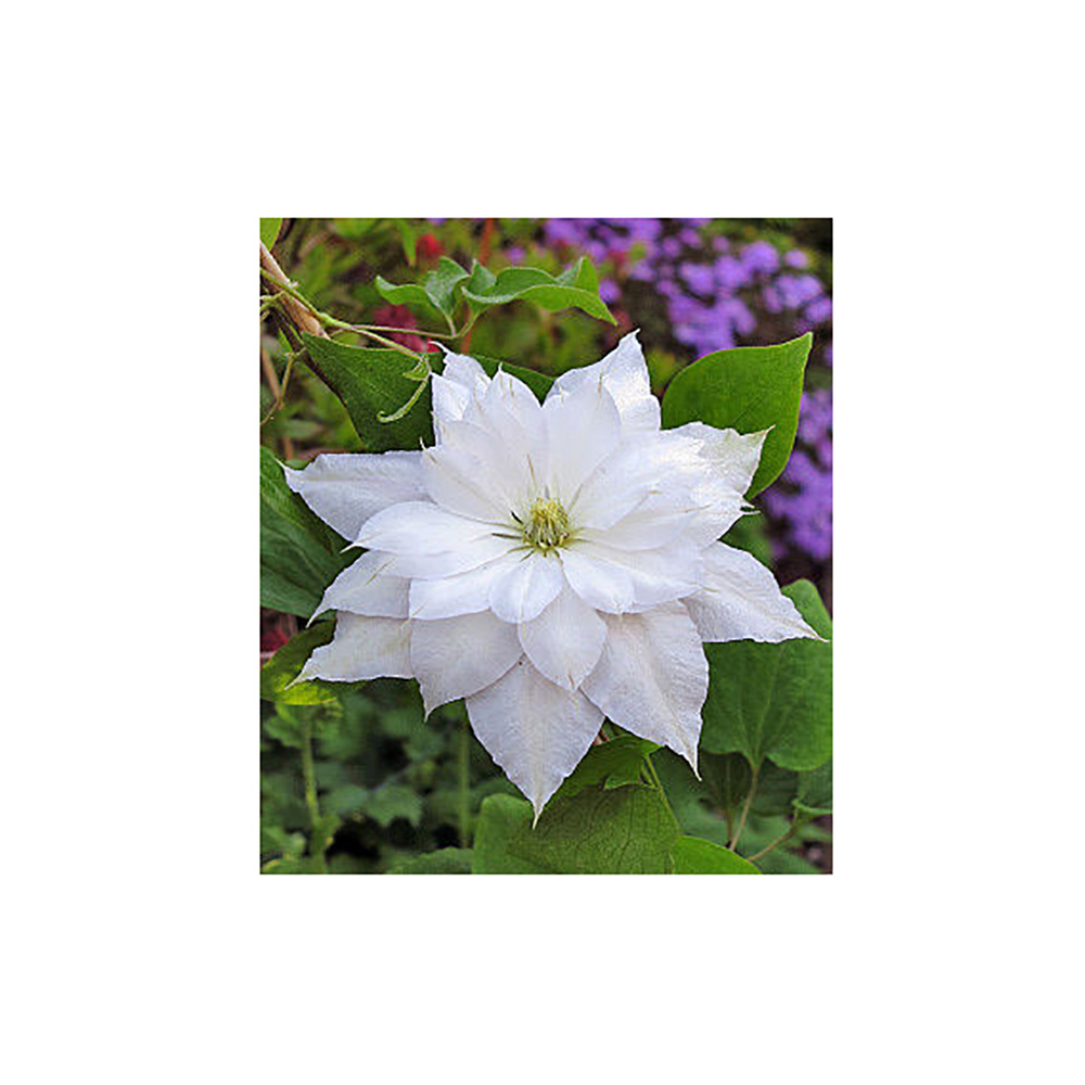 Клематис Матка Седлиска гр.обр.2 P9 1шт /Clematis Matka Siedliska