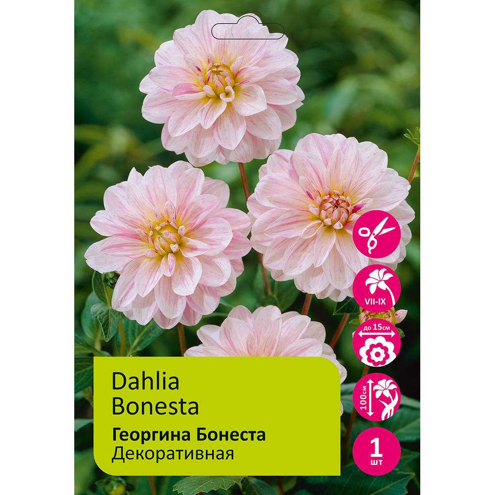 Георгина Бонеста 1шт/Dahlia Bonesta