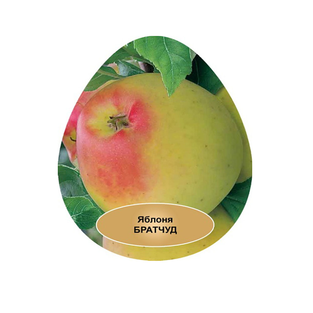 Яблоня Братчуд карликовая 1шт