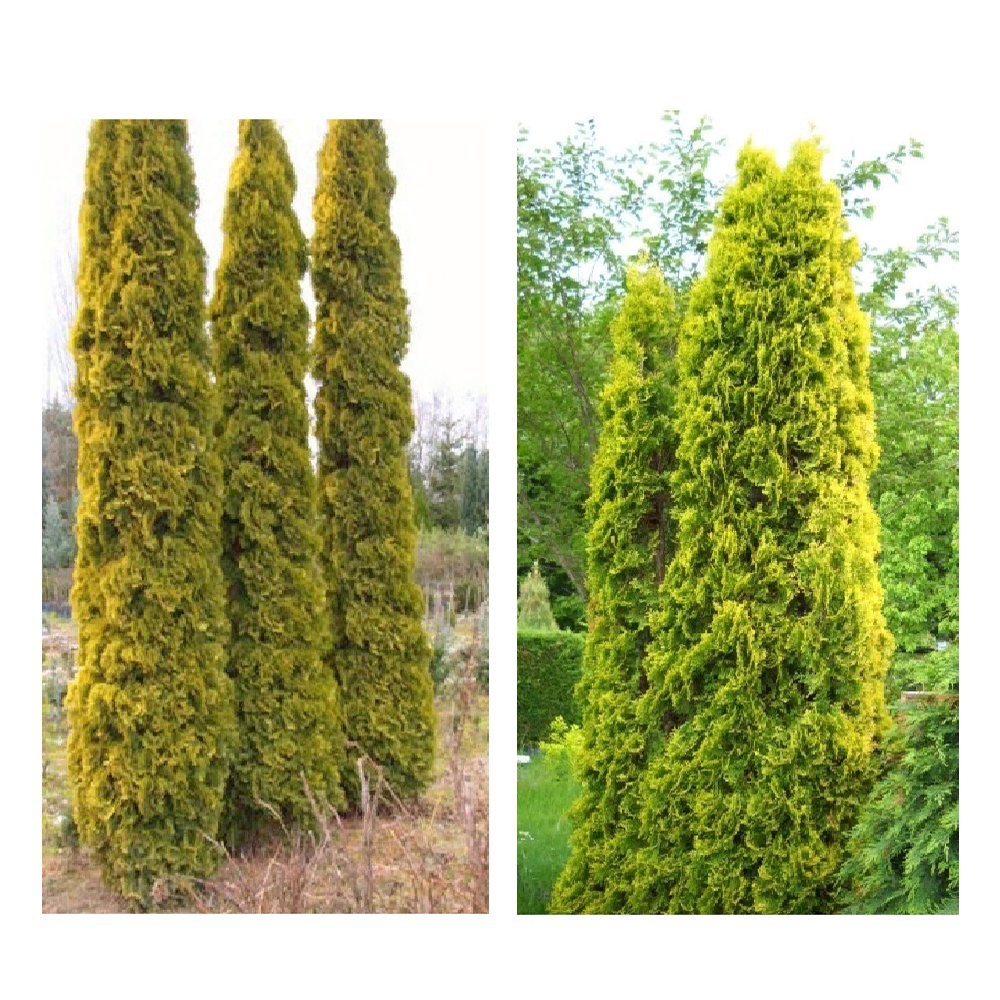 Туя западная Малониана Ауреа C5 1шт /Thuja occidentalis Malonyana Aurea