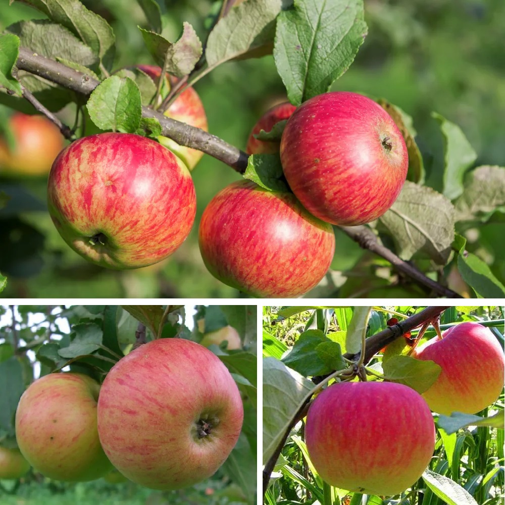 Яблоня Медуница С2  1шт