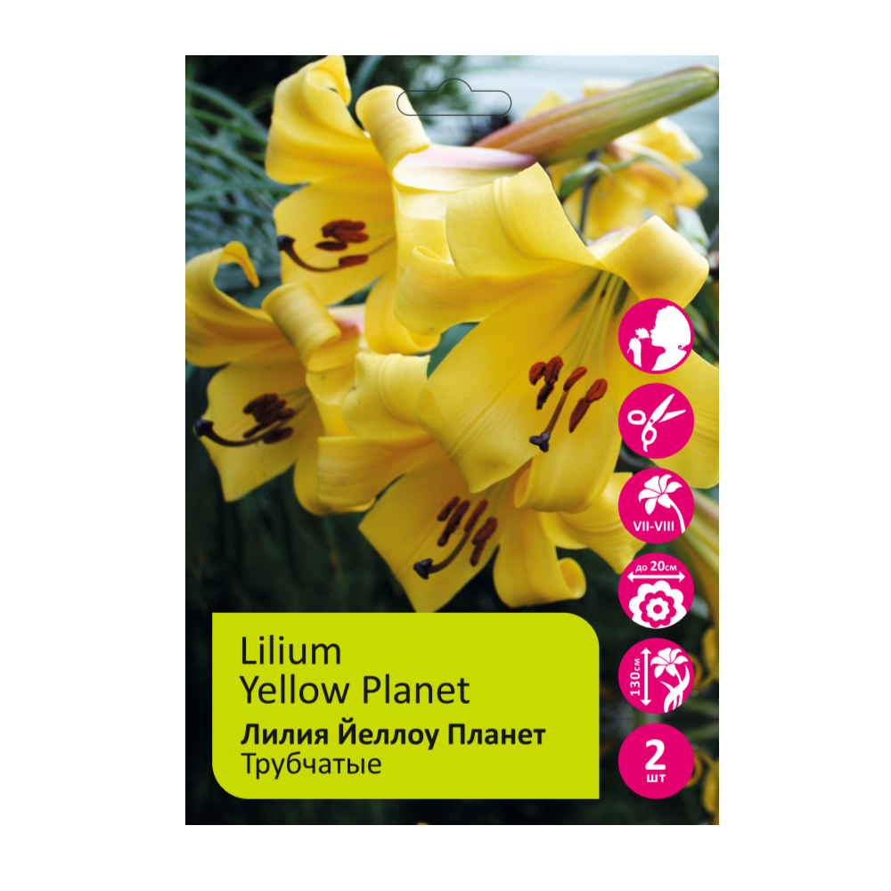 Лилия Йеллоу Планет 2шт 14/16/Lilium Yellow Planet