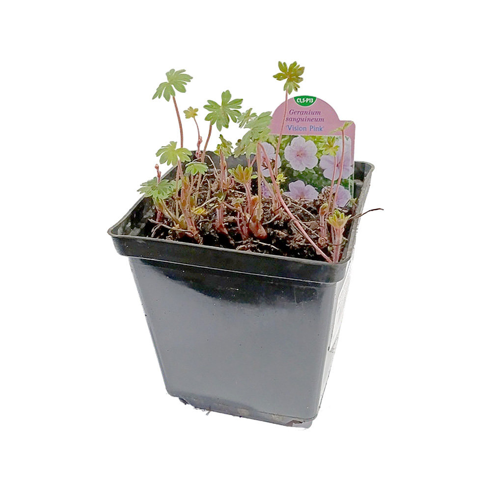 Герань кроваво-красная Вижн Пинк Р13 1шт /Geranium sanguineum Vision Pink