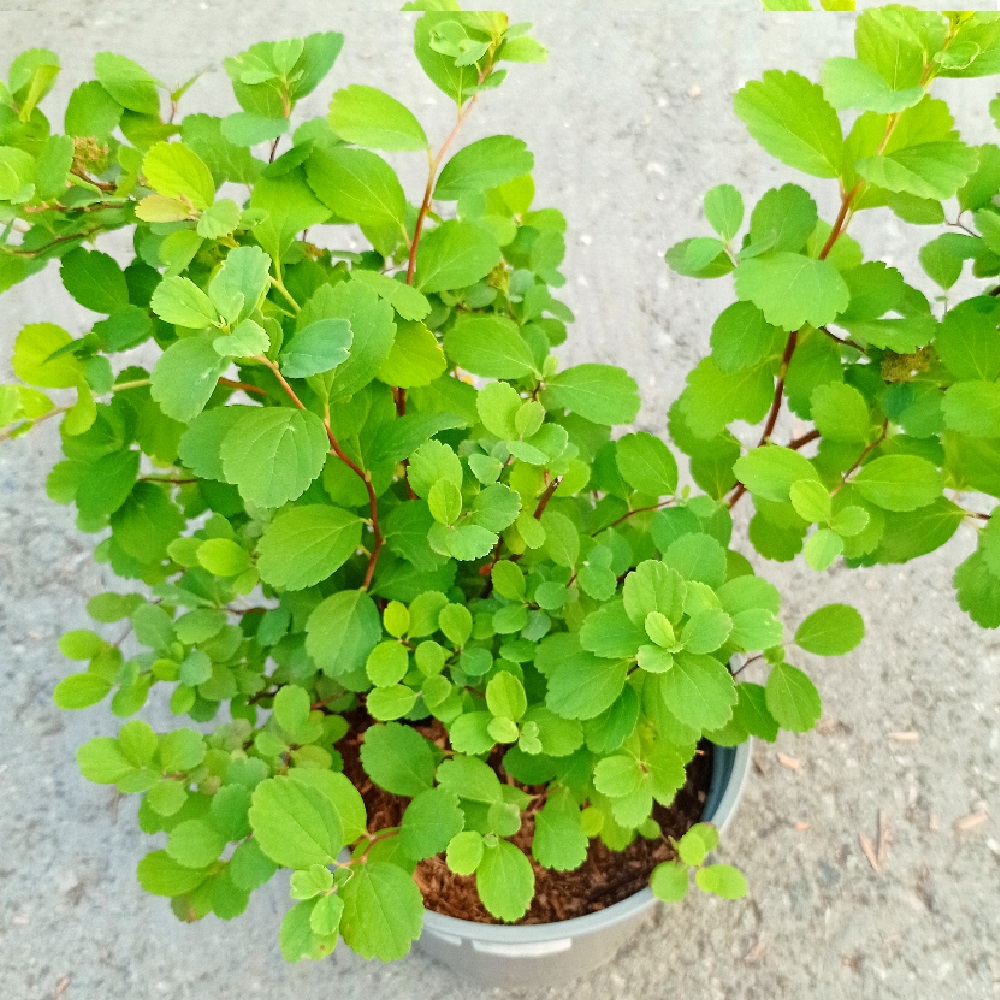 Спирея березолистная Тор С2 20-30 1шт