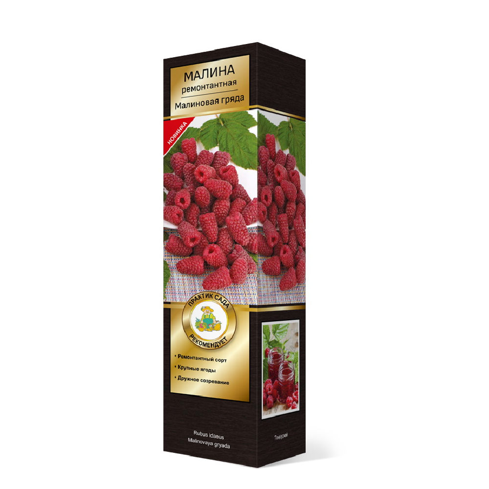 Малина ремонтантная Малиновая гряда 1шт