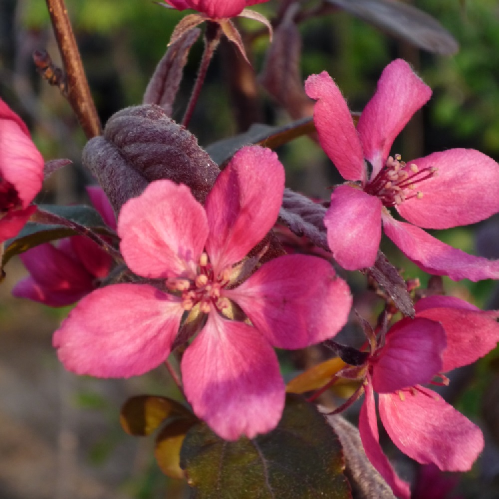 Яблоня красномякотная Редлав Эра (подвой 54-118 полукарл.) (в сетке) 1шт