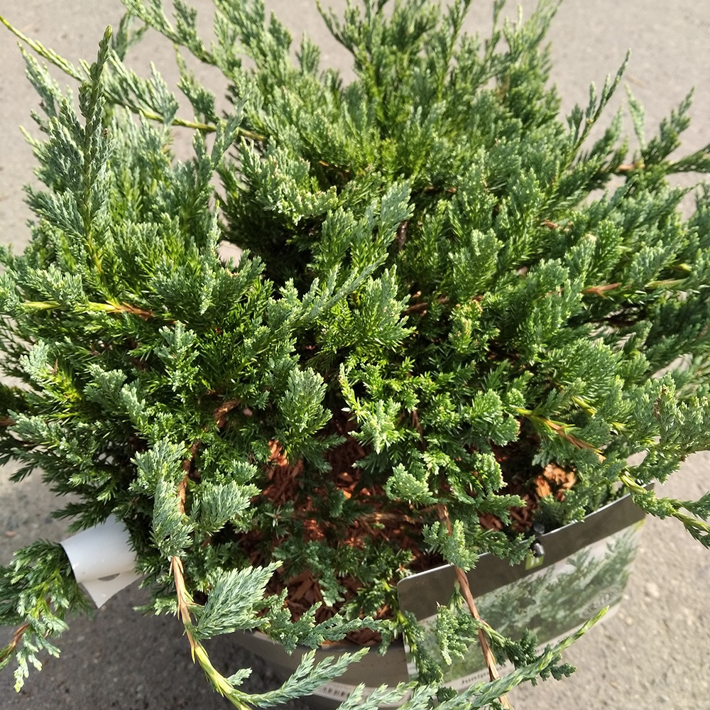 Можжевельник горизонтальный Блу Чип в горшке 7,5л (высота 40-50см) 1шт/ Juniperus horizontalis Blue Chip