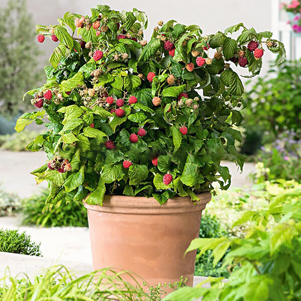 Малина Груви ремонтантная 1шт (без шипов)