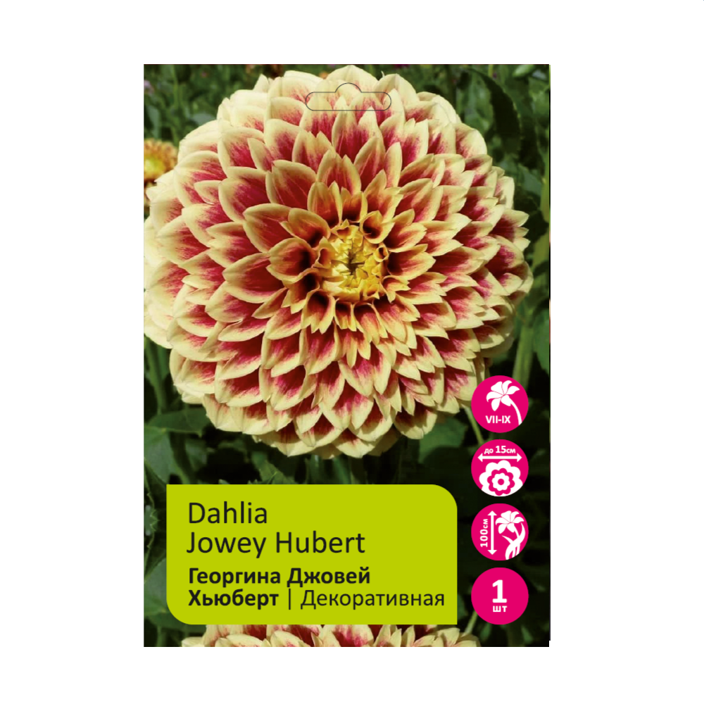 Георгина Джовей Хьюберт(Джоуи Хьюберт) 1шт / Dahlia Jowey Hubert
