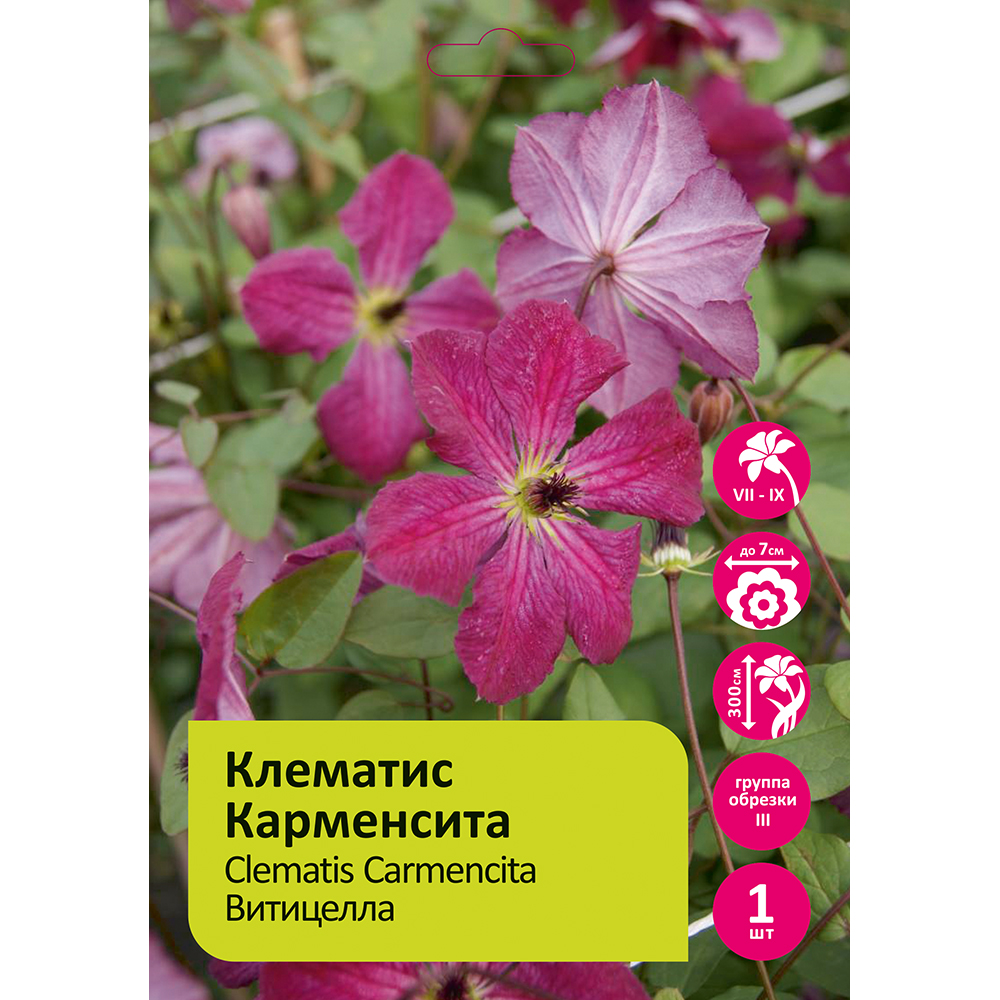 Клематис Карменсита  1шт  гр.обрезки 3 / Clematis Carmencita 