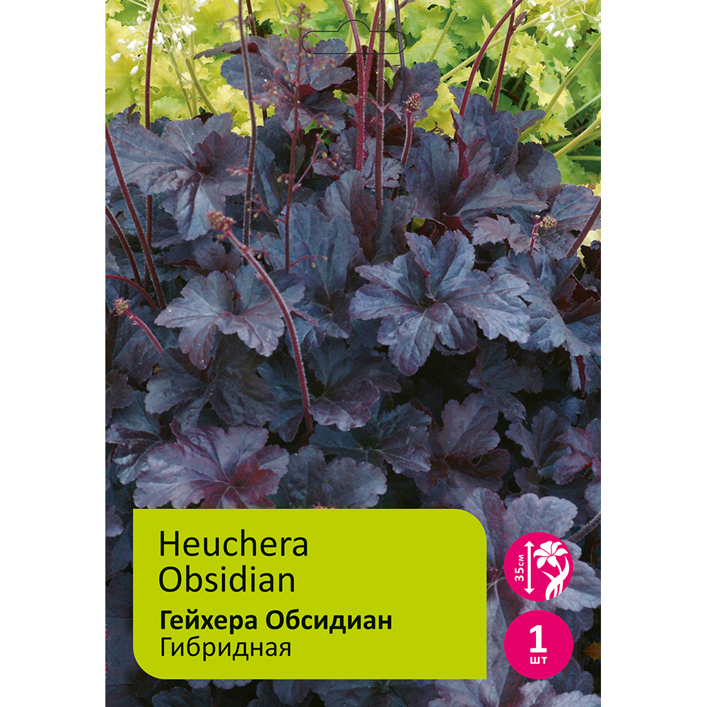 Гейхера Обсидиан 1шт /Heuchera Obsidian
