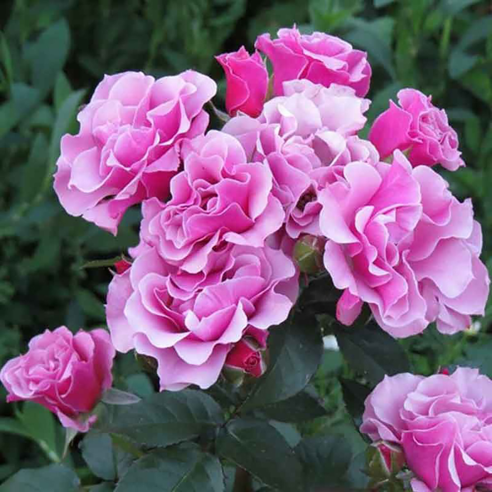 Роза Санта Барбара 1шт спрей /12