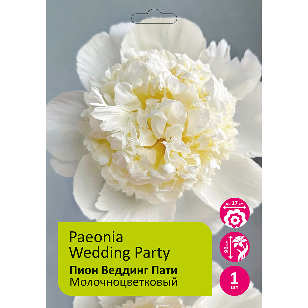 Пион молочноцветковый Веддинг Пати 1шт 2/3 / Wedding Party (Hun li pai dui/Хунь Ли Пай Дуй)