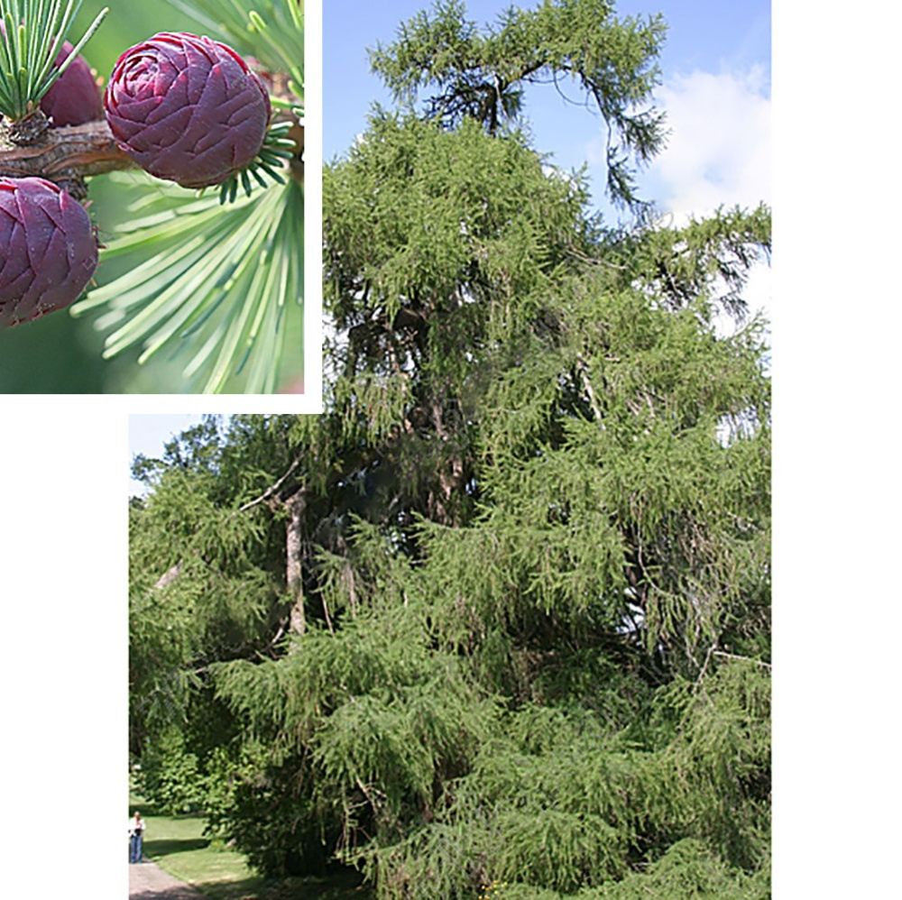 Лиственница европейская С20 1шт 