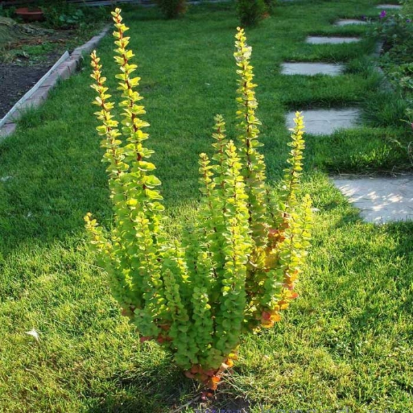 Барбарис Тунберга Эректа С3 Н30-40 1 шт./Berberis thunbergii Erecta