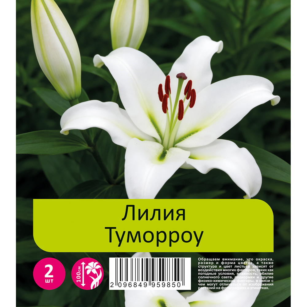 Лилия Туморроу 2шт 20/22 ОТ-гибрид / Lilium Tomorrow
