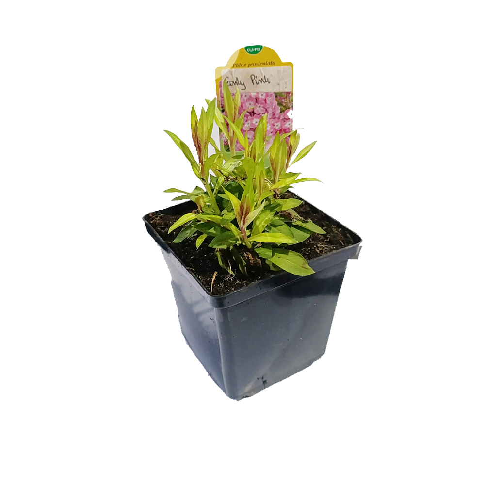 Флокс Эрли Пинк метельчатый Р13 1шт /Phlox paniculata Early Pink