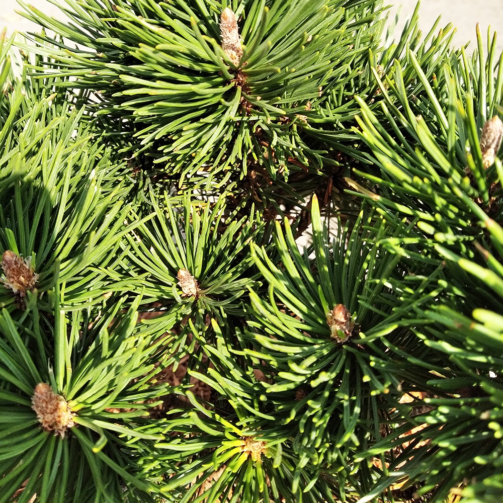 Сосна горная Лимерик С7,5 (высота 25-30см) 1шт/Pinus mugo Limerick