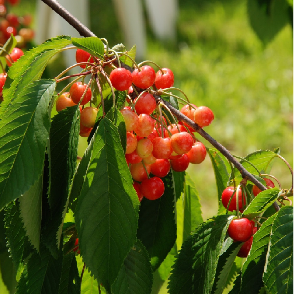 Черешня Дрогана желтая С2 1шт.