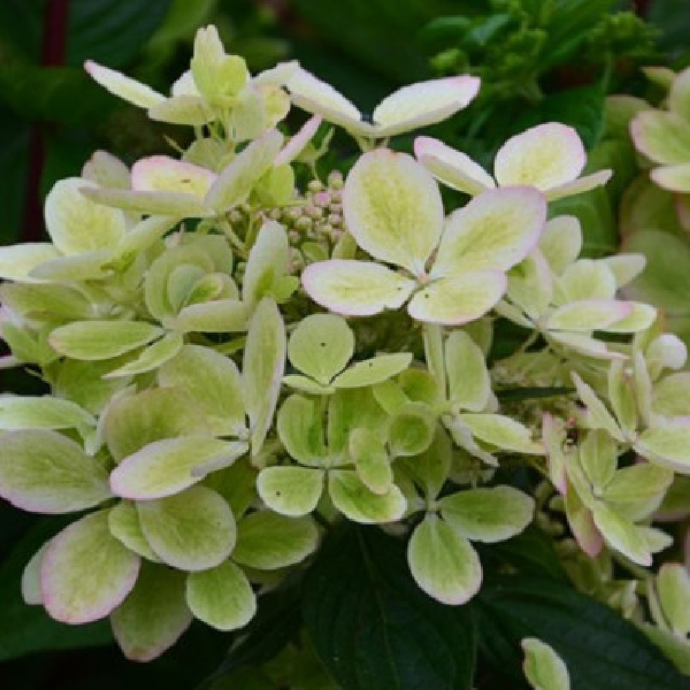 Гортензия метельчатая Пастель Грин 1 шт.