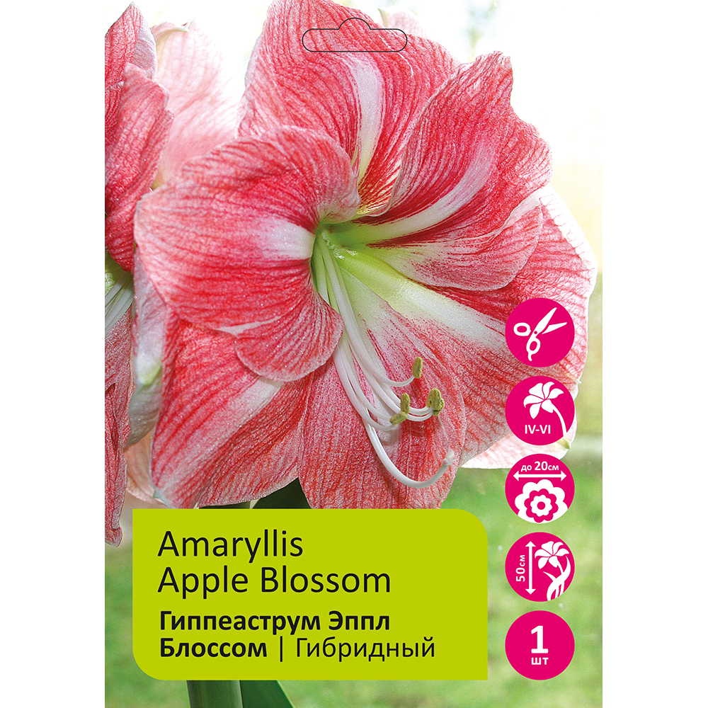 Гиппеаструм/Амариллис Эппл Блоссом 1шт 24/26 /Amaryllis Apple Blossom