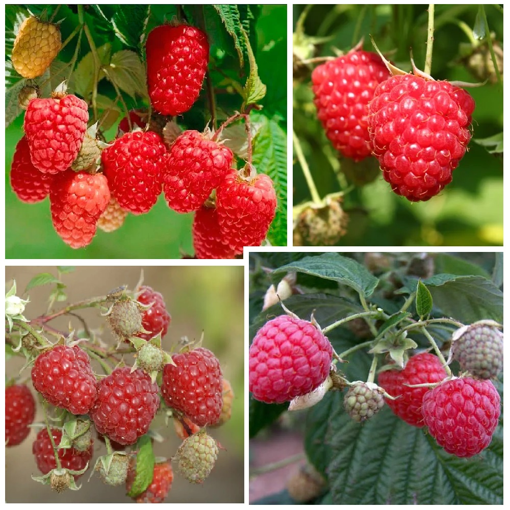 Малина Хебан ремонтантная 1шт.