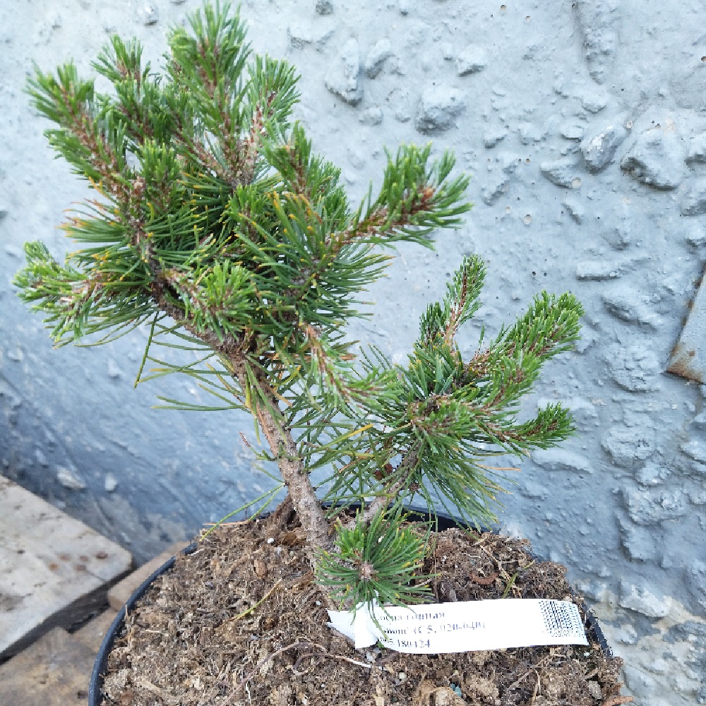 Сосна горная Гном H20-40 в горшке 5 л  1шт